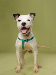 Shelter Stray Male Dog last seen Atlanta, GA 30331, Atlanta, GA 30336