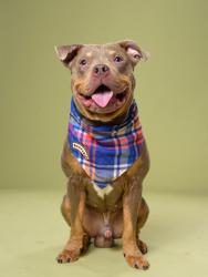 Shelter Stray Male Dog last seen Atlanta, GA 30318, Atlanta, GA 30336
