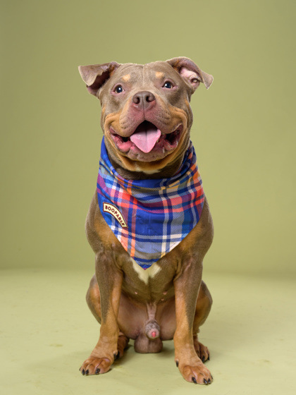 Shelter Stray Male Dog last seen Hollywood Road and Peyton Road, Atlanta, GA, 1251 Fulton Industrial Blvd NW, Atlanta, GA 30336, USA