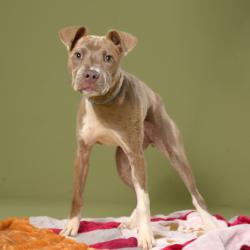 Shelter Stray Female Dog last seen Atlanta, GA 30337, Atlanta, GA 30336