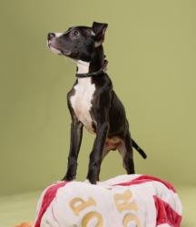 Shelter Stray Male Dog last seen Atlanta, GA 30337, Atlanta, GA 30336