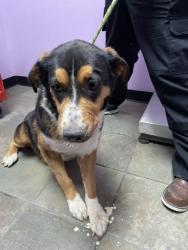 Shelter Stray Female Dog last seen Near Patout Ave, Horizon, TX, 5001 Fred Wilson Ave, El Paso, TX 79906, USA