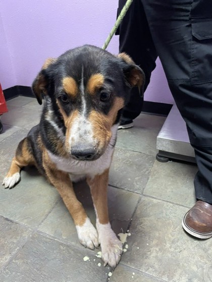 Shelter Stray Female Dog last seen Near Patout Ave, Horizon, TX, 5001 Fred Wilson Ave, El Paso, TX 79906, USA