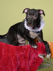 Shelter Stray Male Dog last seen Atlanta, GA 30337, Atlanta, GA 30336