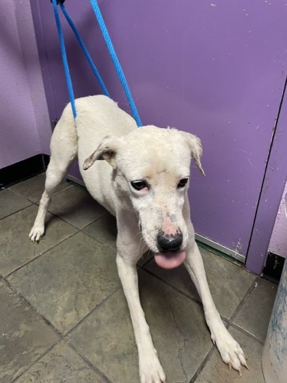 Shelter Stray Female Dog last seen Near Patout Ave, Horizon, TX, 5001 Fred Wilson Ave, El Paso, TX 79906, USA