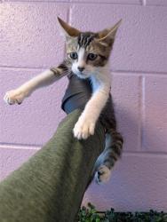 Shelter Stray Male Cat last seen El Paso, TX 79904, Fort Bliss, TX 79906