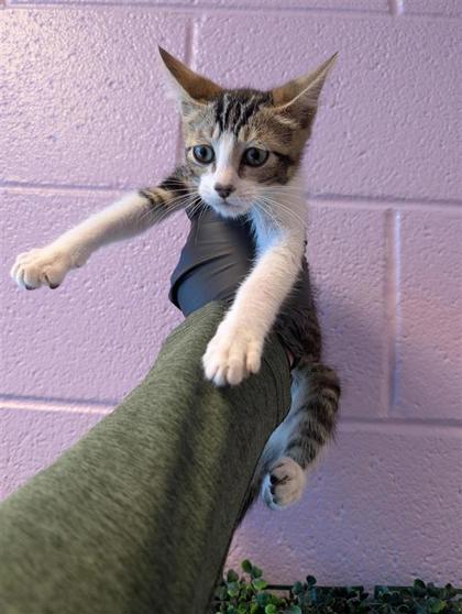 Shelter Stray Male Cat last seen El Paso, TX 79904, Fort Bliss, TX 79906