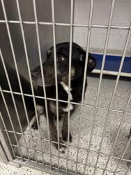 Shelter Stray Male Dog last seen Near MLK Jr Dr. SW, Atlanta, GA, 1251 Fulton Industrial Blvd NW, Atlanta, GA 30336, USA