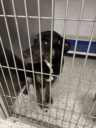 Shelter Stray Male Dog last seen Near MLK Jr Dr. SW, Atlanta, GA, 1251 Fulton Industrial Blvd NW, Atlanta, GA 30336, USA
