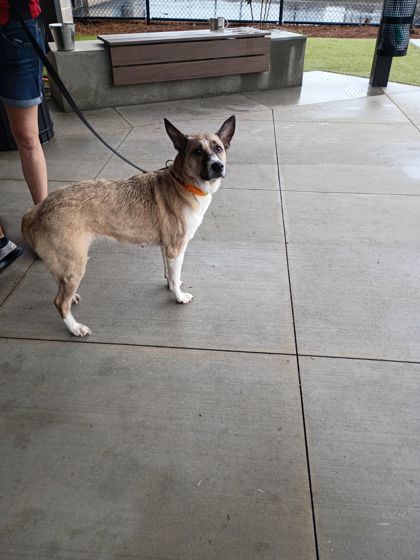 Shelter Stray Female Dog last seen Near Monroe Drive, Atlanta, GA, 1251 Fulton Industrial Blvd NW, Atlanta, GA 30336, USA