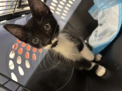 Shelter Stray Male Cat last seen , , CA, 1101 29th Ave, Oakland, CA 94601, USA