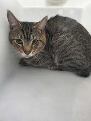 Shelter Stray Male Cat last seen Sevierville, TN 37876, Sevierville, TN 37862