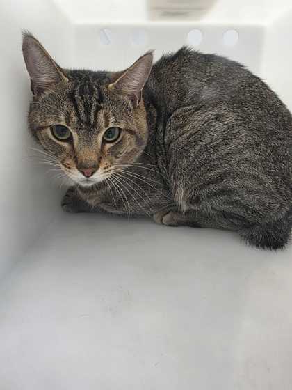 Shelter Stray Male Cat last seen Sevierville, TN 37876, Sevierville, TN 37862