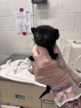 Shelter Stray Female Cat last seen Near S. Loudon Ave., 21229, MD, Baltimore, MD 21230