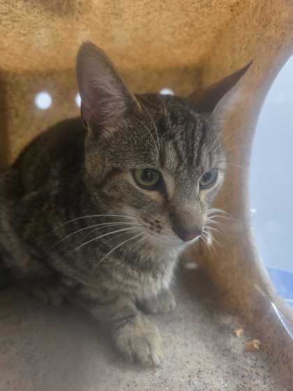 Shelter Stray Male Cat last seen Sevierville, TN 37876, Sevierville, TN 37862