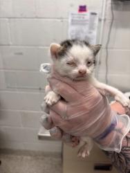 Shelter Stray Male Cat last seen Near S. Loudon Ave., 21229, MD, Baltimore, MD 21230