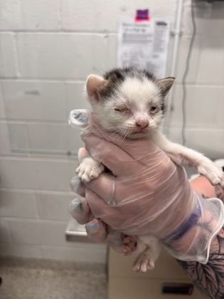 Shelter Stray Male Cat last seen Near S. Loudon Ave., 21229, MD, Baltimore, MD 21230