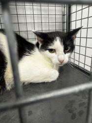 Shelter Stray Female Cat last seen Near Palomino Way, Sevier County, TN, 1008 Old Knoxville Hwy, Sevierville, TN 37862, USA