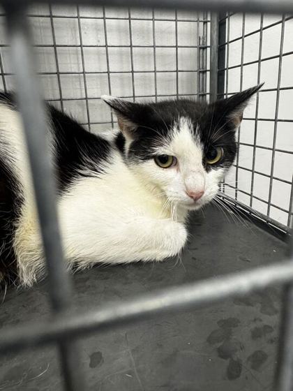 Shelter Stray Female Cat last seen Near Palomino Way, Sevier County, TN, 1008 Old Knoxville Hwy, Sevierville, TN 37862, USA