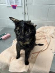 Shelter Stray Female Cat last seen Near E Preston Unit 232, 21202, MD, Baltimore, MD 21230