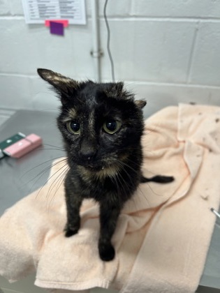 Shelter Stray Female Cat last seen Near E Preston Unit 232, 21202, MD, Baltimore, MD 21230