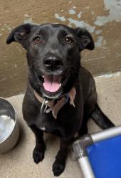 Shelter Stray Male Dog last seen Madera, CA 93637, Madera, CA 93637
