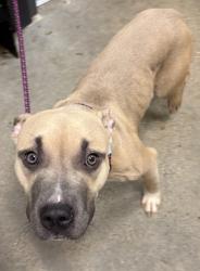 Shelter Stray Female Dog last seen Cleveland, OH 44108, Cleveland, OH 44102