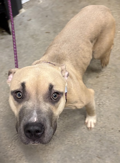 Shelter Stray Female Dog last seen Cleveland, OH 44108, Cleveland, OH 44102