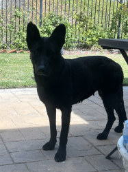 Found/Stray Female Dog last seen inside gates community of Mountain Glen Terrace, Los Angeles, CA 91342
