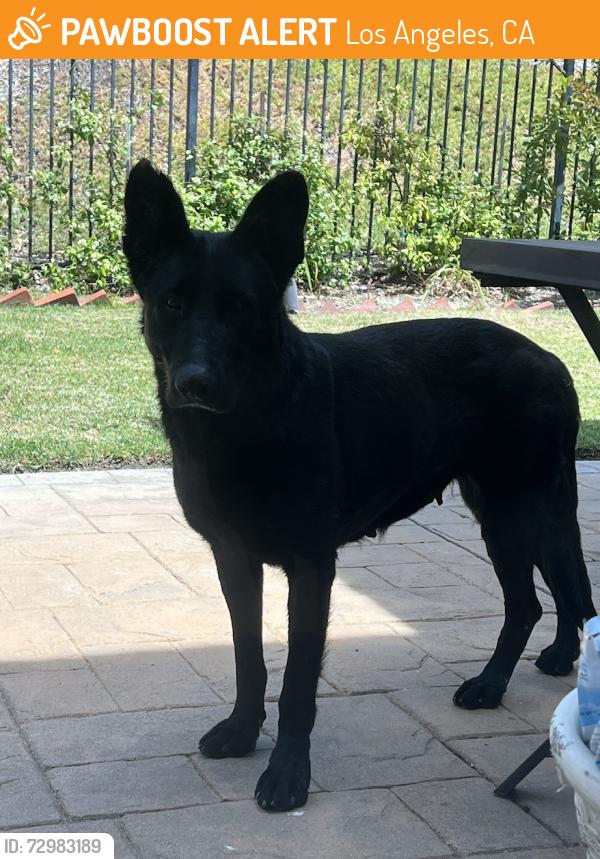 Found/Stray Female Dog last seen inside gates community of Mountain Glen Terrace, Los Angeles, CA 91342