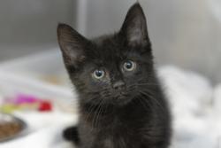 Shelter Stray Male Cat last seen Moncks Corner, SC 29461, North Charleston, SC 29406