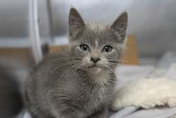 Shelter Stray Female Cat last seen Moncks Corner, SC 29461, North Charleston, SC 29406