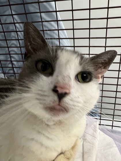 Shelter Stray Female Cat last seen Goose Creek, SC 29445, North Charleston, SC 29406