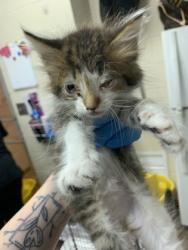 Shelter Stray Male Cat last seen North Charleston, SC 29406, North Charleston, SC 29406