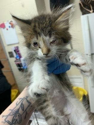 Shelter Stray Male Cat last seen North Charleston, SC 29406, North Charleston, SC 29406