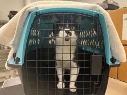 Shelter Stray Unknown Cat last seen E 93rd St and Cleveland Ave, KCMO, 64132, 64132, MO, Kansas City, MO 64132