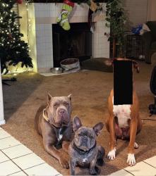 Reunited Male Dog last seen Pigeon pass and old lake rd, Moreno Valley, CA 92557