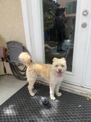 Found/Stray Male Dog last seen Centennial Hills , Las Vegas, NV 89149