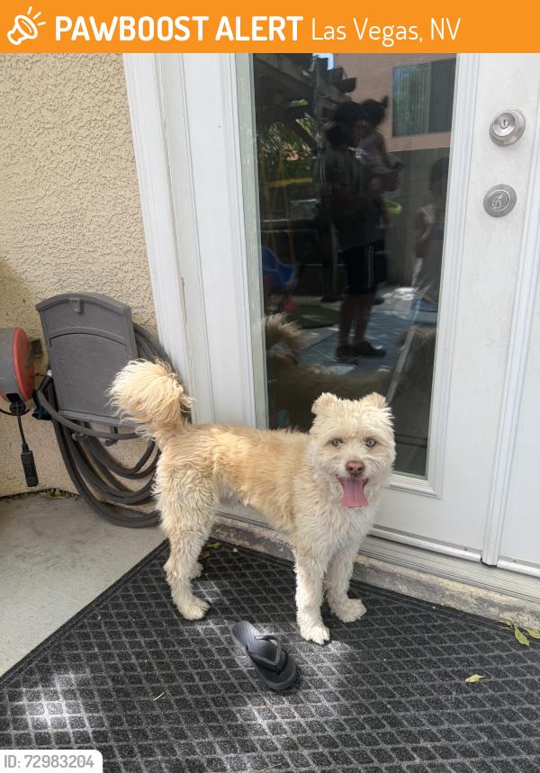 Found/Stray Male Dog last seen Centennial Hills , Las Vegas, NV 89149