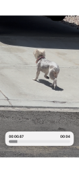 Found/Stray Female Dog last seen Going up Avenida Juarez by Calle Madrid in La Quinta Cove at 1:59pm on 6/8. Pink collar, La Quinta, CA 92253