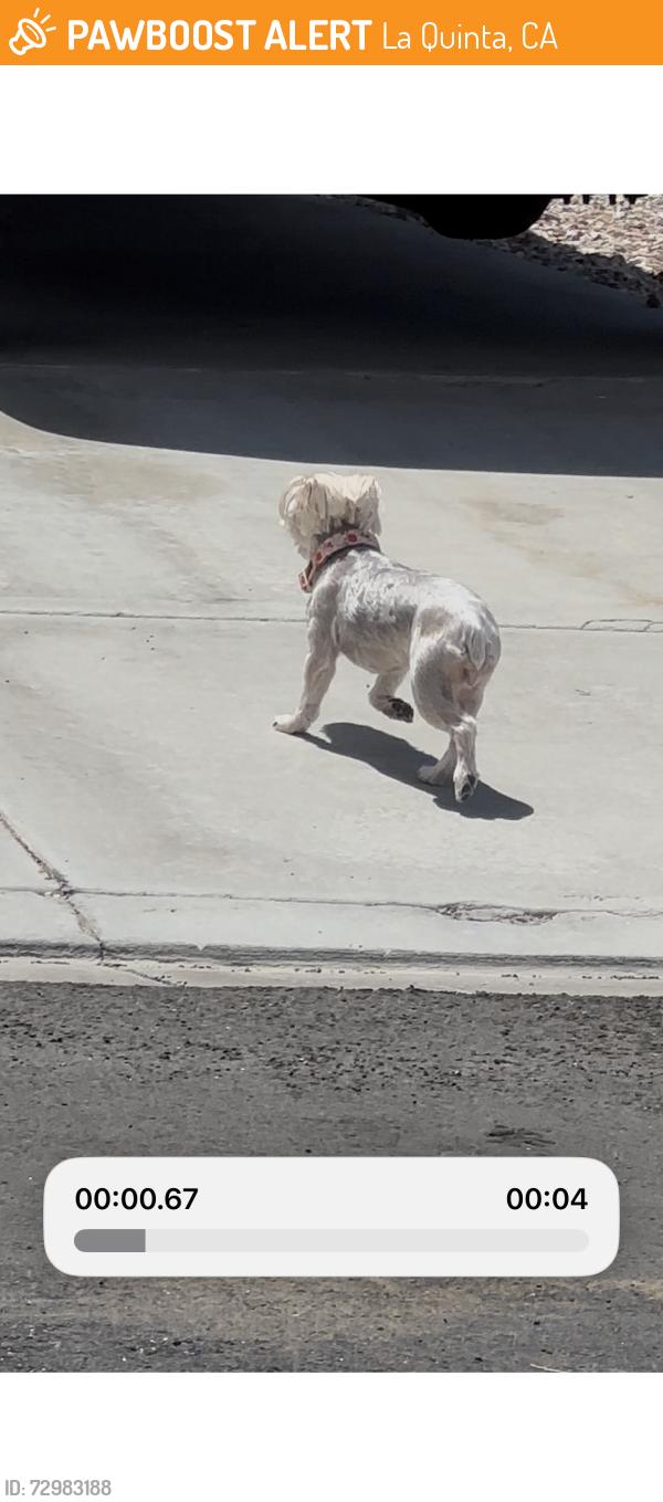 Found/Stray Female Dog last seen Going up Avenida Juarez by Calle Madrid in La Quinta Cove at 1:59pm on 6/8. Pink collar, La Quinta, CA 92253