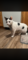 Lost Female Cat last seen Near se 7th st, Minneapolis , Minneapolis, MN 55414