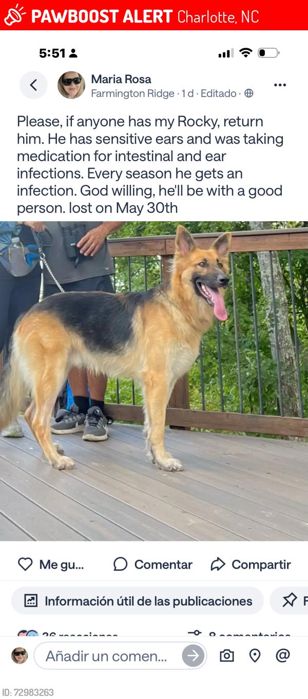 Lost Male Dog last seen Sunburst ln Farmington ridge pkway tom query rd , Charlotte, NC 28075