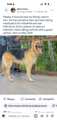 Lost Male Dog last seen Sunburst ln Farmington ridge pkway tom query rd , Charlotte, NC 28075