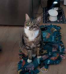 Reunited Female Cat last seen The Landings apmts, Caribbean Blvd, West Palm Beach, FL 33407
