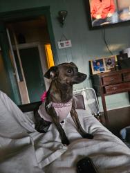 Lost Female Dog last seen Gordon Str and Carlton Way, Los Angeles, CA 90028