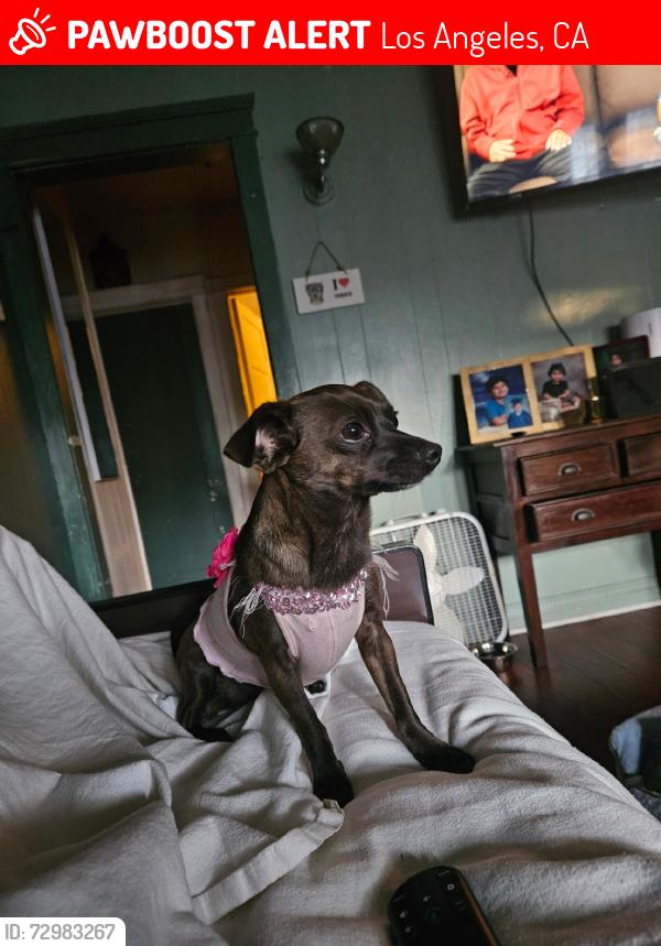 Lost Female Dog last seen Gordon Str and Carlton Way, Los Angeles, CA 90028
