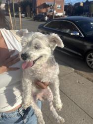 Found/Stray Female Dog last seen Coddington, The Bronx, NY 10461