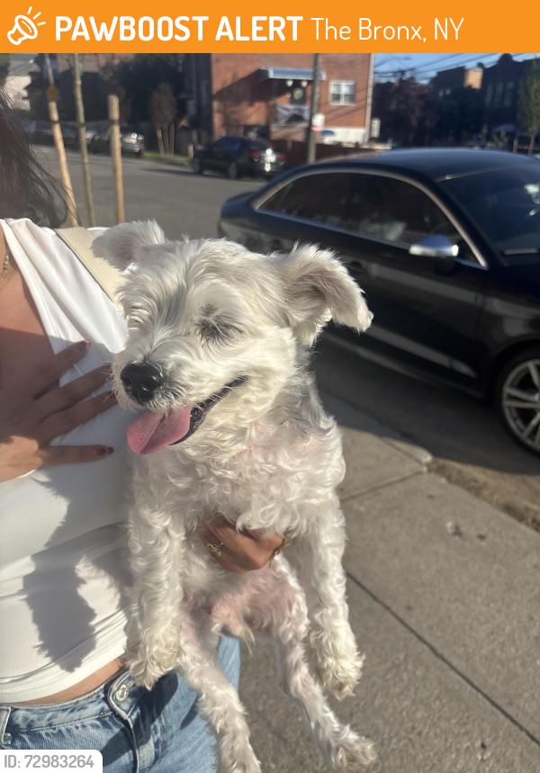 Found/Stray Female Dog last seen Coddington, The Bronx, NY 10461