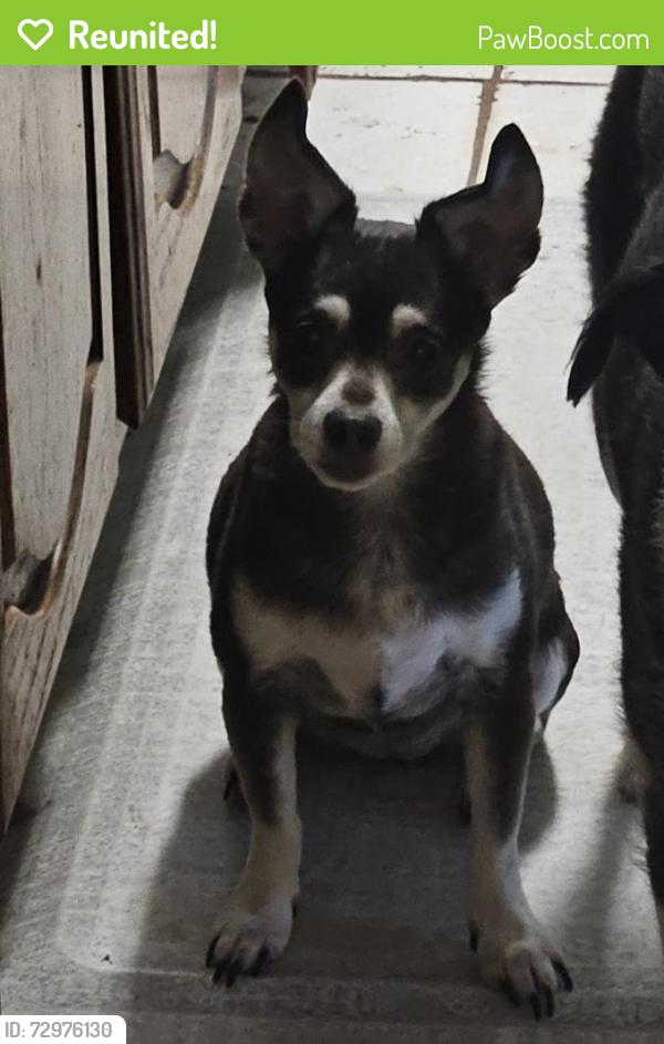 Reunited Female Dog last seen W Airline Rd, Pauls Valley, OK, USA, Pauls Valley, OK 73075
